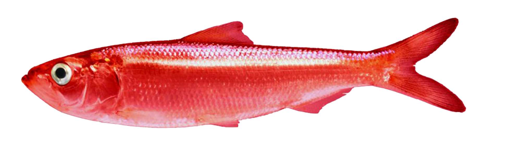red herring
